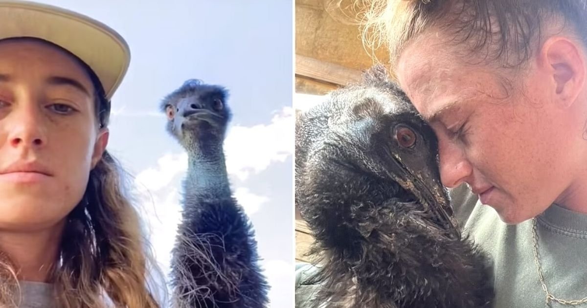 untitled design 48.jpg?resize=1200,630 - Emmanuel The Emu Is Fighting For His Life After His Farm Was Struck By Bird Flu Outbreak