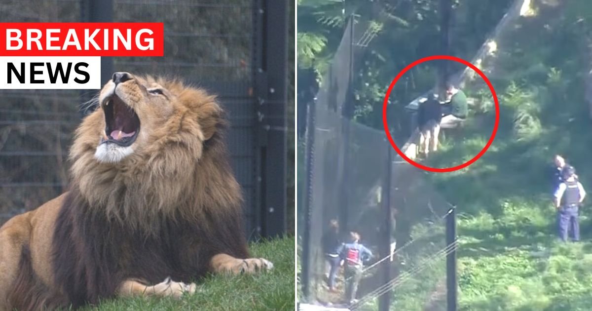 breaking 2.jpg?resize=412,275 - JUST IN: Panic Erupts As Five LIONS Escape Their Enclosure At Zoo