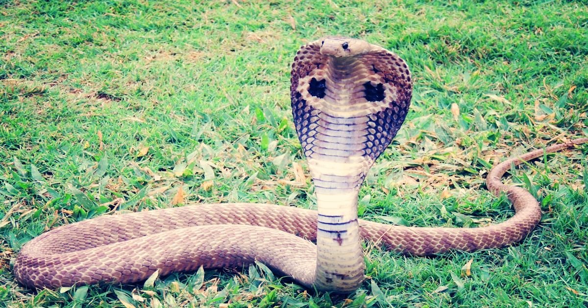 cobra3.jpg?resize=1200,630 - 8-Year-Old Boy Kills An ADULT Cobra That Sank Its Fangs Into His Flesh And Wrapped Itself Around Him By Biting It Back