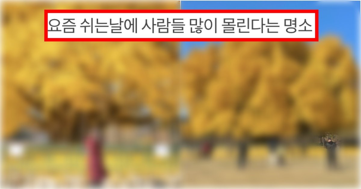 collage 55.jpg?resize=412,275 - ‘1년에 한 번뿐이라 진짜 무조건 가자..’  요즘 많은 사람들이 시간나면 꼭 무조건 간다는 명소(+사진)