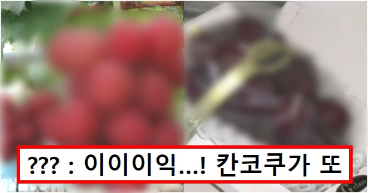 collage 83.jpg?resize=412,275 - ‘화나도 어쩔 건데^^?’ 일본에서 만든 한 송이에 1,416만 원짜리 포도의 상황(+반전, 한국 때문에 제대로 화남)