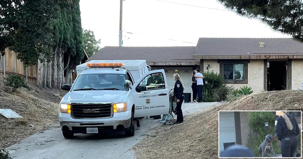 d6.jpg?fit=1024%2C538&ssl=1&strip=all - BREAKING: 16-Year-Old Girl Battles For Her Life After Being MAULED By SIX Of Her Family Dogs In California