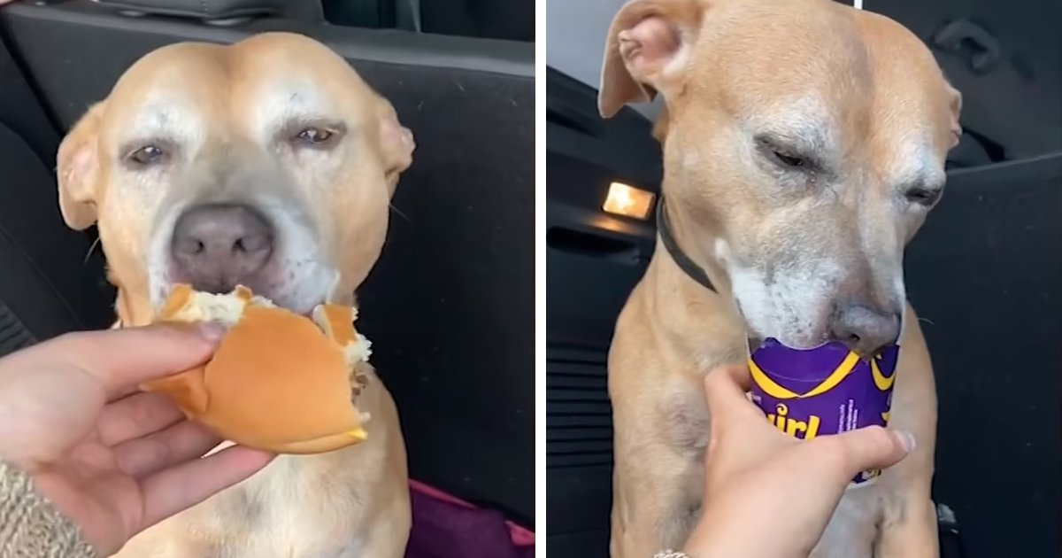 d82 1.jpg?resize=412,232 - 'She's Lovin' It!'- DYING Dog Seen Trying McDonald's For The FIRST Time & Falling In Love