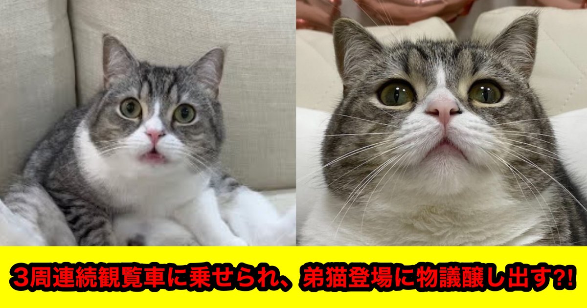 e38397e383ade382b8e382a7e382afe38388 11.png?resize=412,232 - ペット界No1YouTuber 猫のもちまる、弟猫登場と飼い主がやばすぎると物議を醸し出す?!「ナンセンス」「収益化剥奪したほうがいい」「一匹の猫さんがかわいそう」