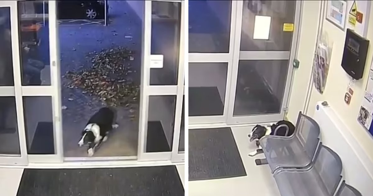 t3 16.png?resize=1200,630 - EXCLUSIVE: 'Lost' Dog Wanders Into Police Station After Being Separated From Its Owner