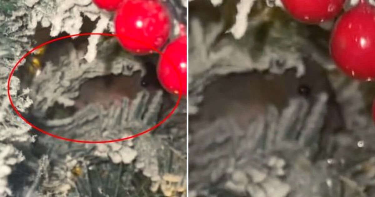 mouse4.jpg?resize=412,275 - Mom Makes Terrifying Discovery In Her Christmas Tree And People Are Describing It As Their WORST Nightmare