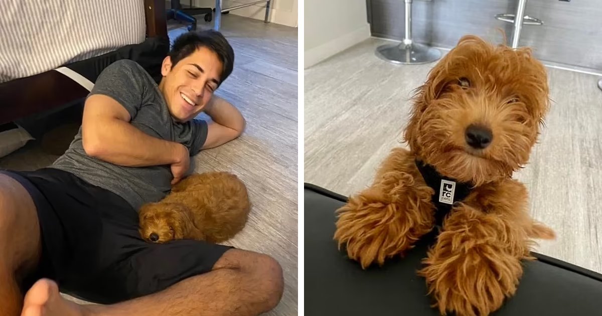 t3 1 1.png?resize=1200,630 - BREAKING: Florida Man Stands Trial For BATTERING His Adorable Golden Doodle Puppy To DEATH