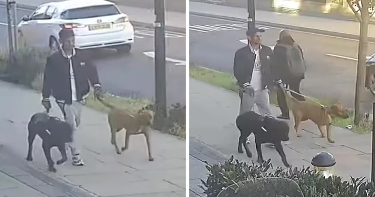 t9 13.png?resize=1200,630 - BREAKING: Cops Release Terrifying CCTV Footage As They Hunt For Owner Of Two Dogs That MAULED 'Loving' 11-Year-Old