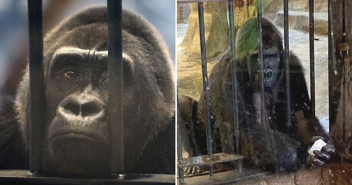 untitled design 2022 12 24t100754 605.jpg?resize=412,275 - ‘World’s Loneliest Gorilla’ To Spend Another Christmas Alone Behind Bars