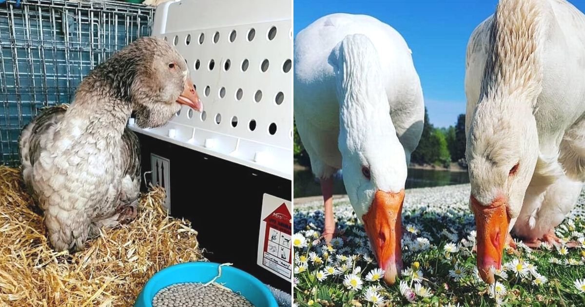 untitled design 95.jpg?fit=1024%2C538&ssl=1&strip=all - JUST IN: Gretel The Goose Dies Of Broken Heart After Its Mate Got Trapped On A Frozen Lake
