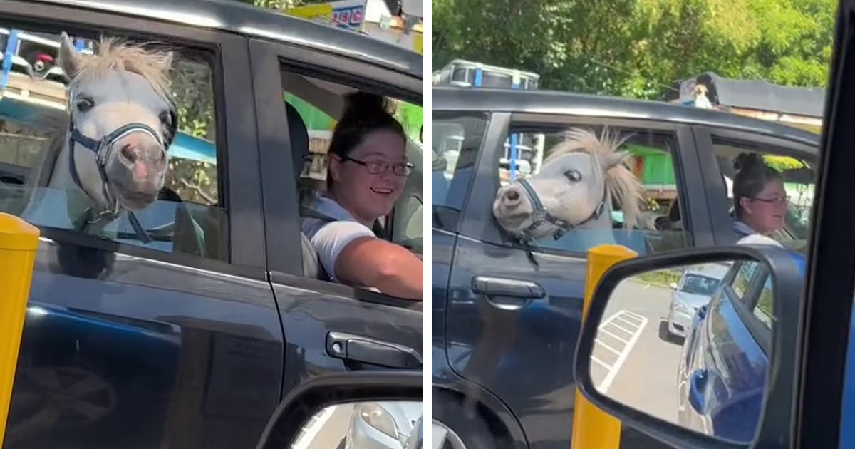 11 5.png?resize=1200,630 - EXCLUSIVE: Bizarre Moment Filmed As Horse Seated In Car's Backseat Goes Through McDonald's Drive-Thru