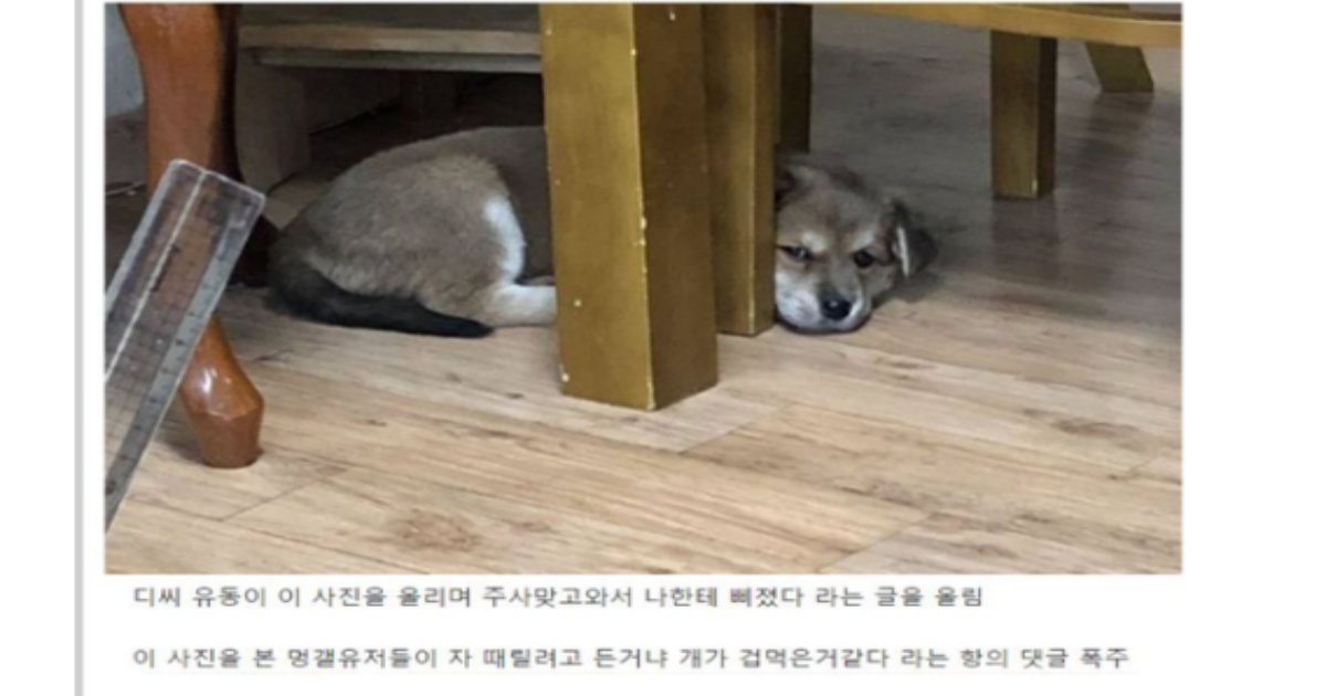 20230115154748.png?resize=1200,630 - 디씨 강아지 갤러리 학대 논란..