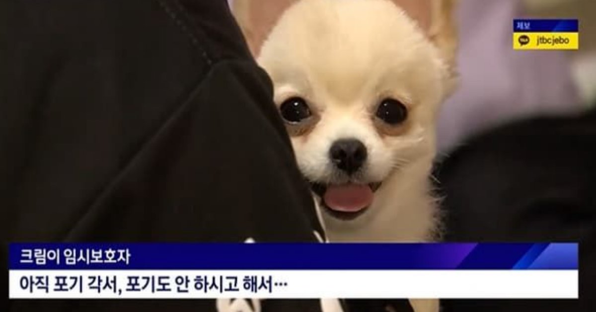 20230125190915.png?resize=412,232 - 평택역에서 가방에 담겨진 채 안내판에 내던져진 강아지, 결국 학대했던 주인 품으로 돌아간다