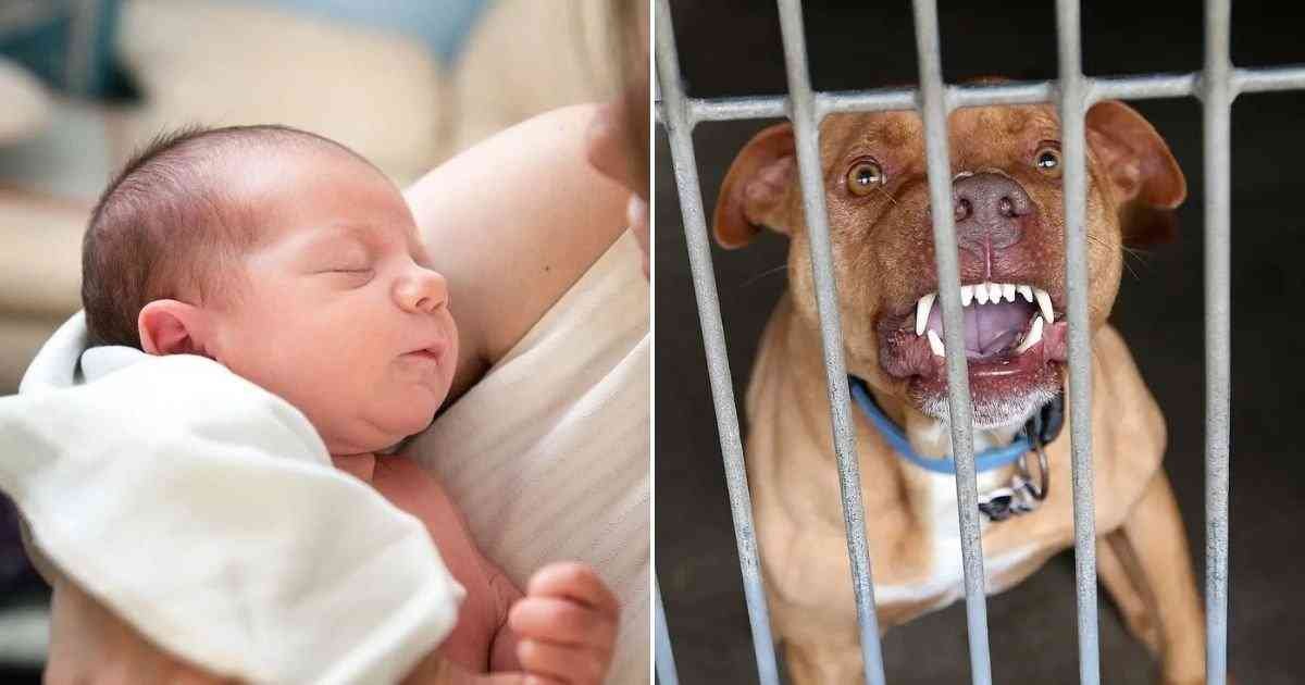 bebe 1.jpg?resize=412,275 - Un Bébé de 8 Jours a Été Tué par un Chien Alors Qu'Il Dormait à Domicile