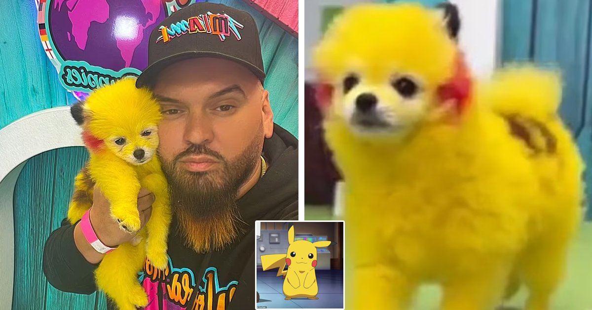 d131.jpg?resize=1200,630 - BREAKING: Man Dubbed Puppy Villain After DYEING His Pet Dog Red & Yellow To Appear Like Pikachu
