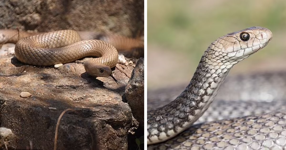 d153.jpg?fit=1024%2C538&ssl=1&strip=all - BREAKING: Loving Father Of Two DIES After Being Bitten By A Snake Inside His Own Home
