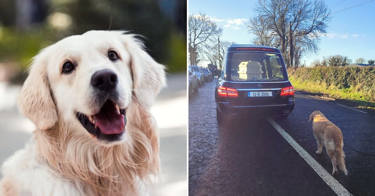 dog4.jpg?resize=412,275 - JUST IN: Loyal Dog Walks Behind Beloved Owner’s Coffin As She Makes Her Way To Cemetery, Leaving People In Tears