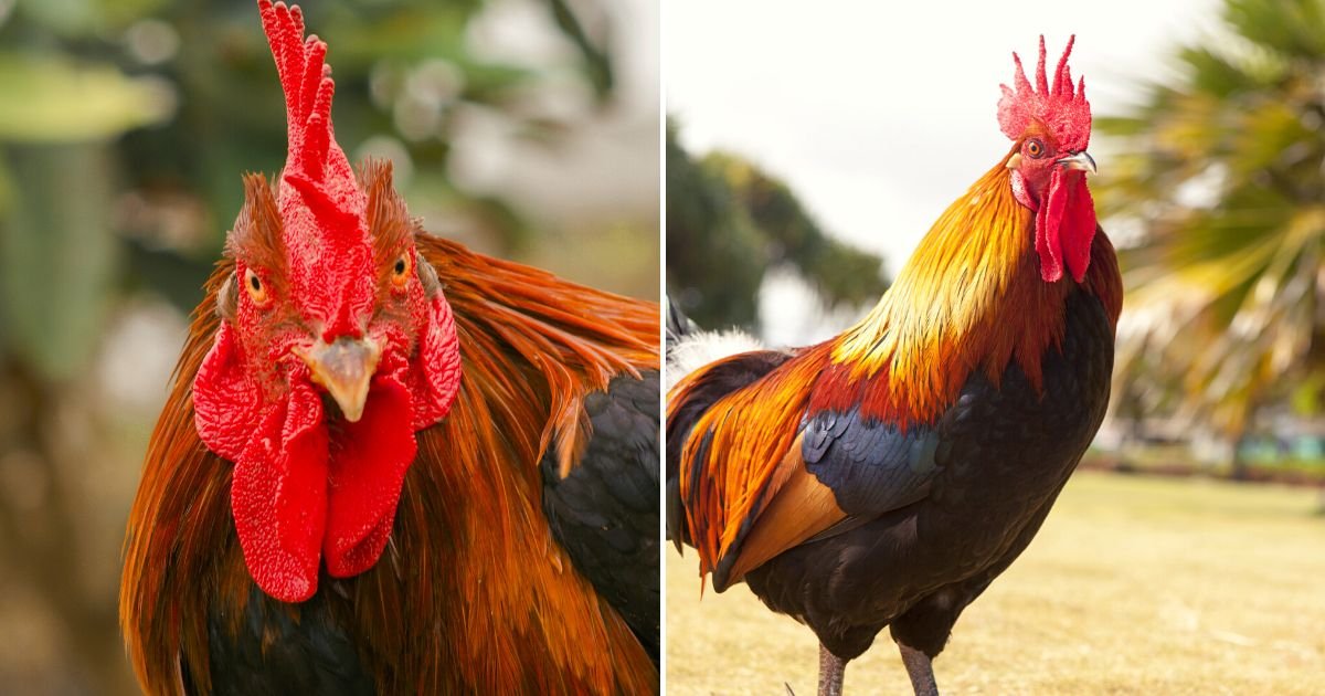 rooster4.jpg?resize=412,232 - JUST IN: Two Men Tragically DIED After Being Struck By Knife-Wielding Roosters During A Controversial Cockfighting Event