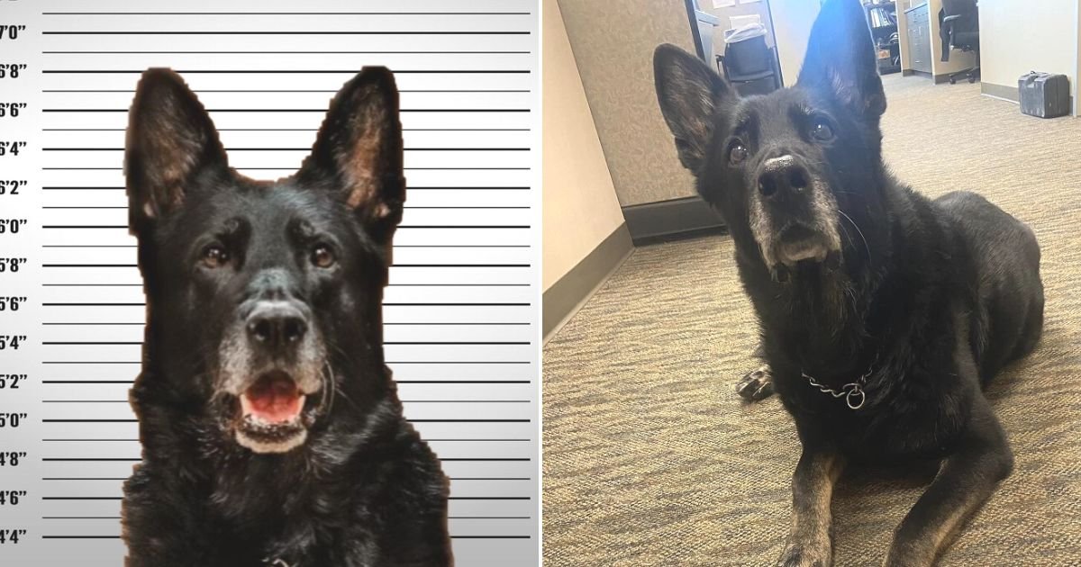 untitled design 28.jpg?resize=1200,630 - Police Share Mugshot Of K-9 Known As Officer Ice As They ‘Investigate’ The Dog For Stealing Colleague’s Lunch