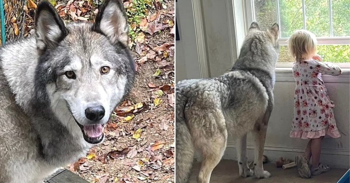untitled design 8.jpg?fit=1024%2C538&ssl=1&strip=all - Family Left Heartbroken After Their Dog Is Killed By Hunter Who Mistook It For A Coyote