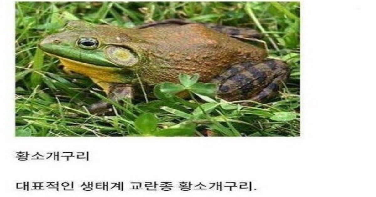 329891235 670519801493637 5343855966910747140 n.jpeg?resize=1200,630 - 대한민국을 침략했던 생태계 교란종들 근황수준ㄷㄷ;;;;.jpg