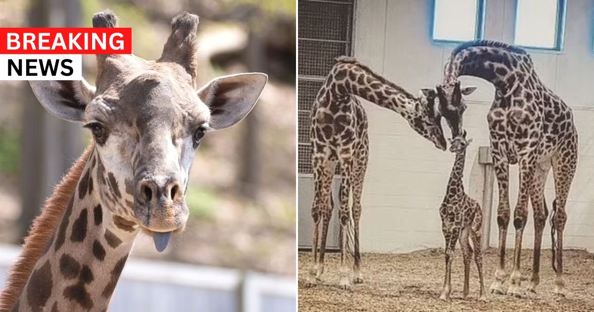breaking 75.jpg?resize=1200,630 - Beloved Giraffe Dies At New York Zoo After Its Neck Gets Stuck In The Enclosure’s Gate