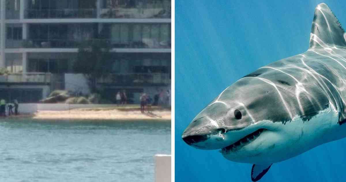 shark.jpg?resize=1200,630 - Une Adolescente Morte Après Avoir Été Attaquée Par un Requin Géant Devant ses Amis