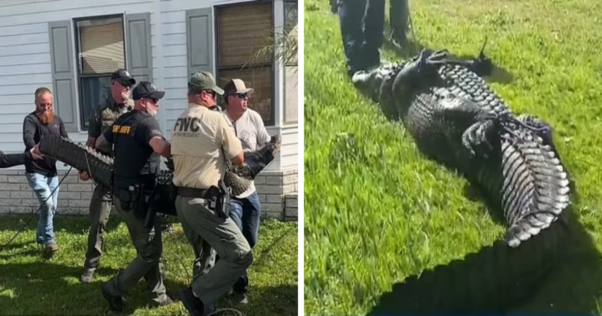 t8 3 2.png?fit=1024%2C538&ssl=1&strip=all - BREAKING: Elderly Woman KILLED By '10ft Alligator' While Attempting To Save Her Dog From Its Jaws