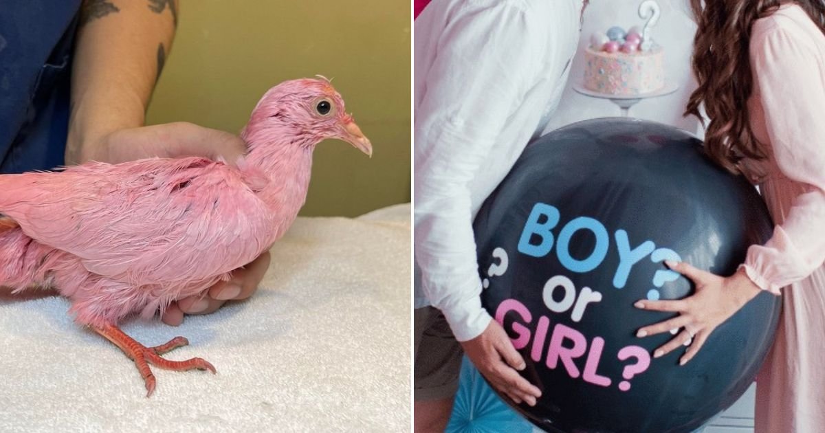 untitled design 41.jpg?resize=300,169 - Parents Slammed After Dyeing A Pigeon Pink For Their ‘Gender Reveal Party’