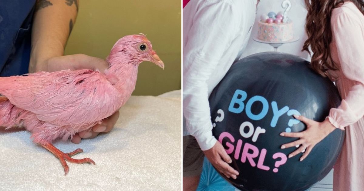 untitled design 41.jpg?resize=412,275 - Parents Slammed After Dyeing A Pigeon Pink For Their ‘Gender Reveal Party’