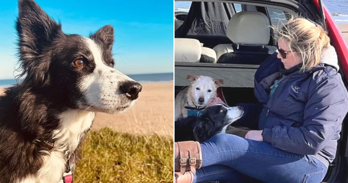 untitled design 59.jpg?fit=1024%2C538&ssl=1&strip=all - Distraught Woman Takes Her Sick And Frail Collie On One Last Trip Before Putting Her Down