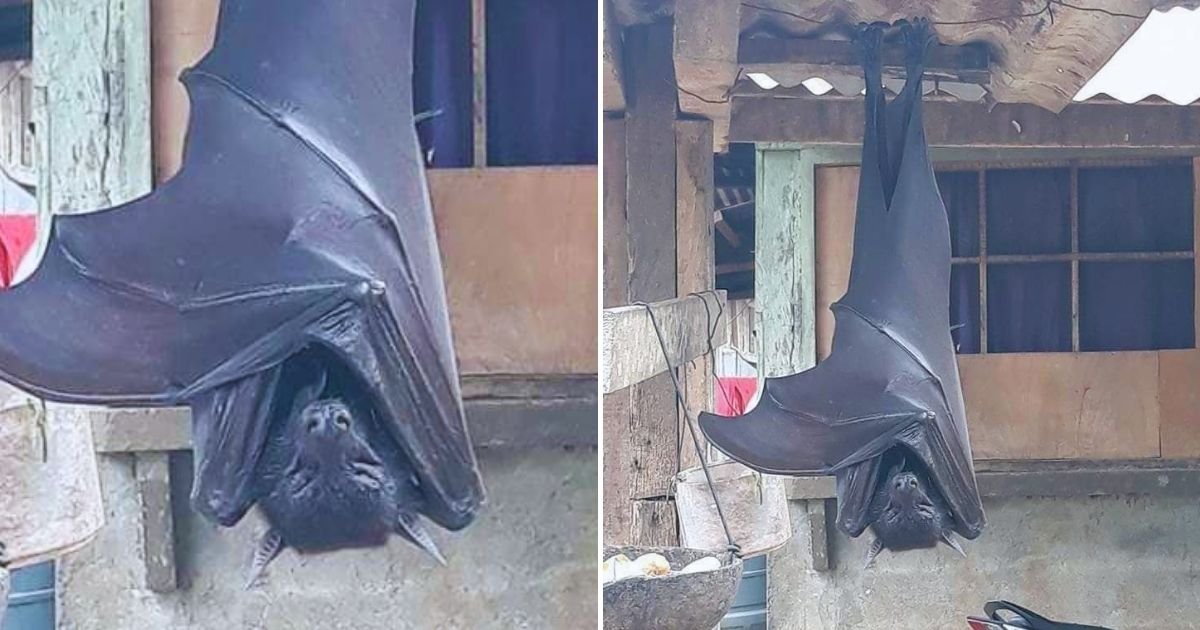 bat4.jpg?resize=1200,630 - People Stunned To Learn That The Giant BAT In Viral Photo Is REAL After Fact-Checking Experts Investigated The Image