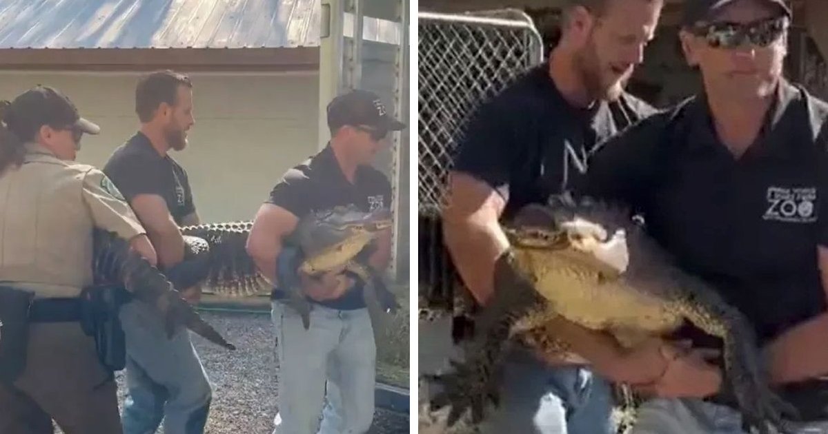 d173.jpg?resize=1200,630 - EXCLUSIVE: Woman Raises GIANT 8 FOOT Alligator As 'Pet' After STEALING Egg From Zoo