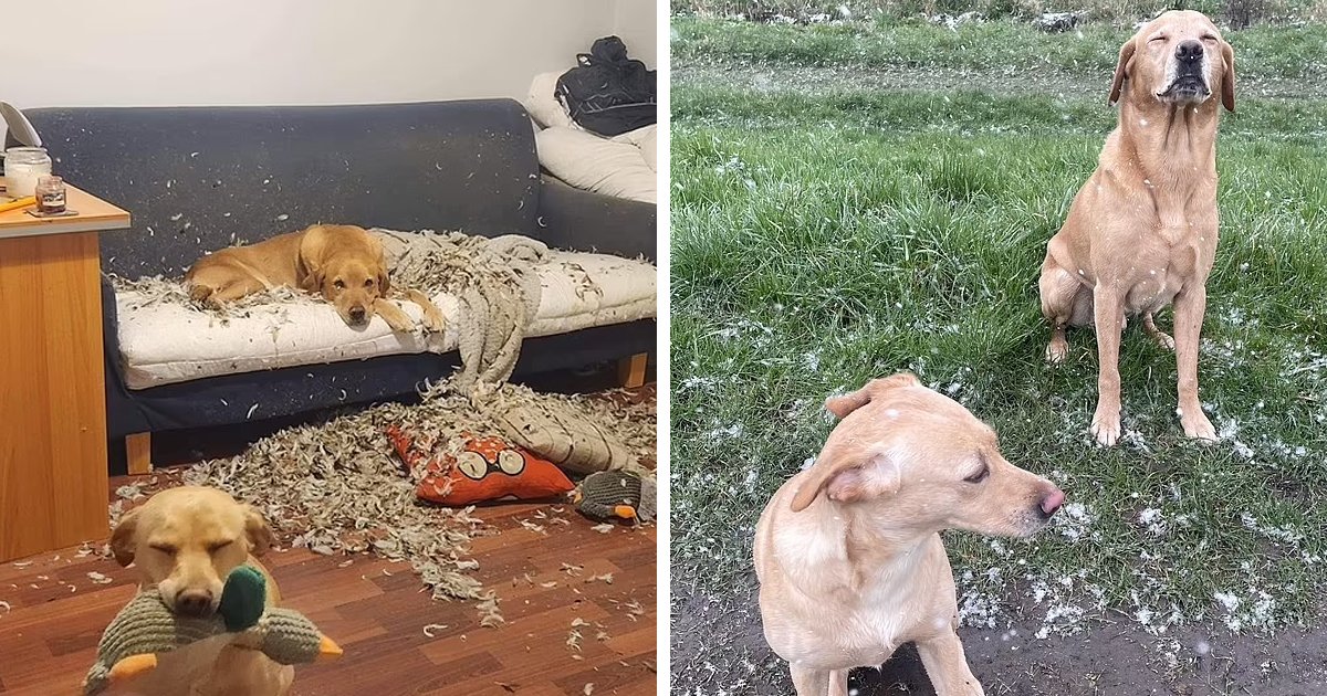 d88.jpg?resize=1200,630 - EXCLUSIVE: Owner Stunned After 'Mischievous' Little Labradors TEAR Her Sofa Apart