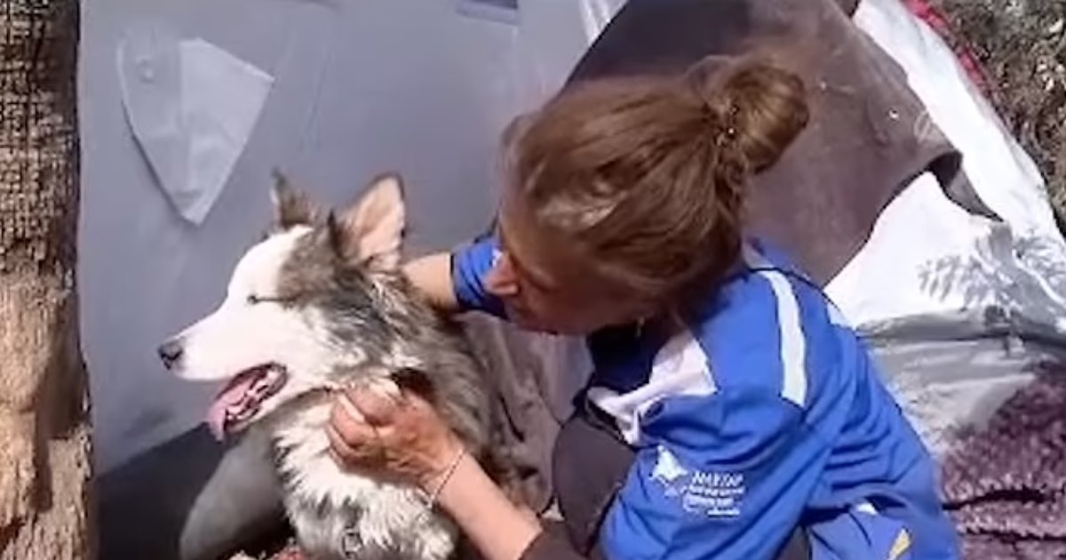 t1 12.png?resize=412,275 - BREAKING: Husky Buried Under Earthquake Rubble Rescued ALIVE '23 Days' Later