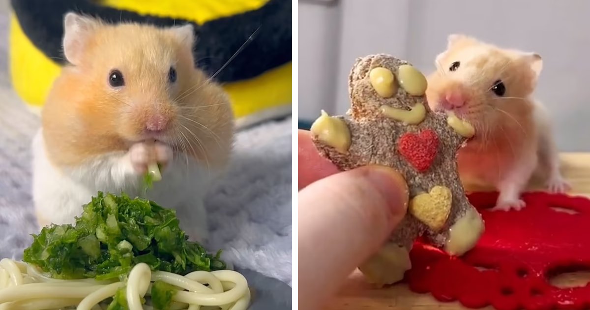 t5.png?resize=1200,630 - 22-Year-Old Man Makes More Than 100 Home Cooked Meals For His Hamsters Including Cheesecake & Pasta