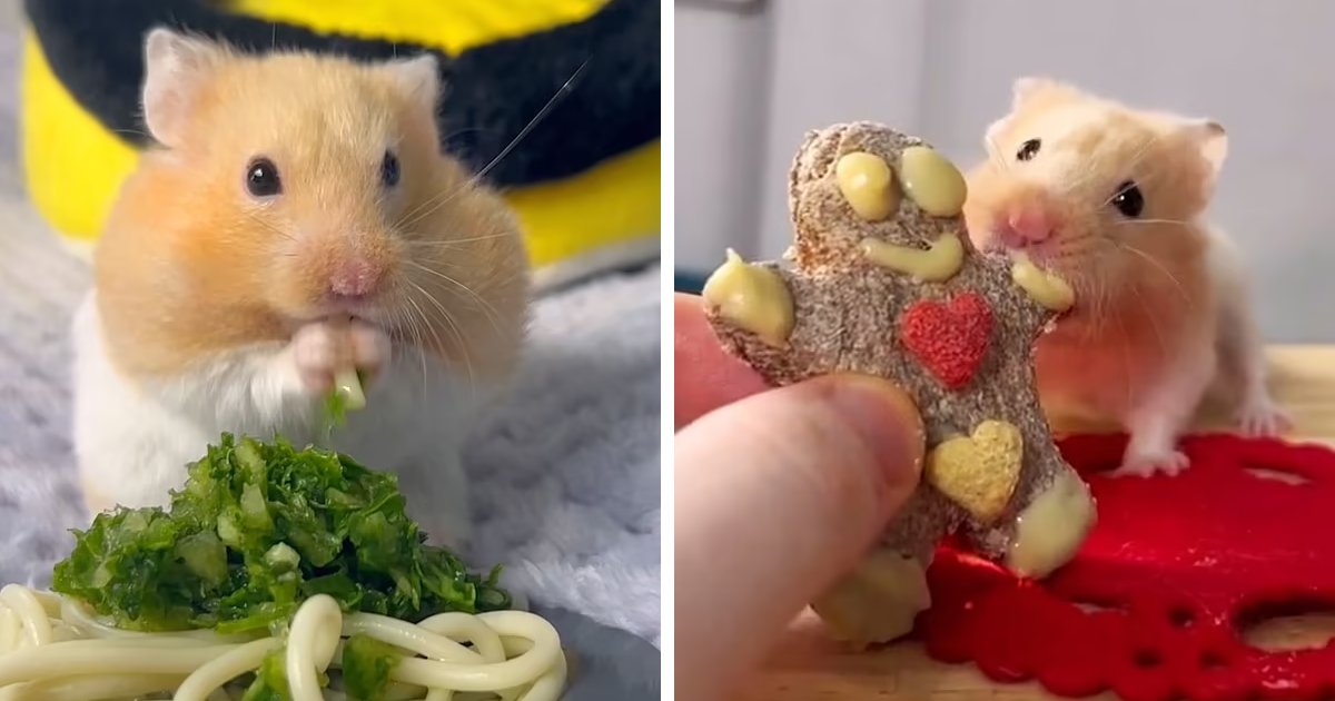 t5.png?resize=412,232 - 22-Year-Old Man Makes More Than 100 Home Cooked Meals For His Hamsters Including Cheesecake & Pasta
