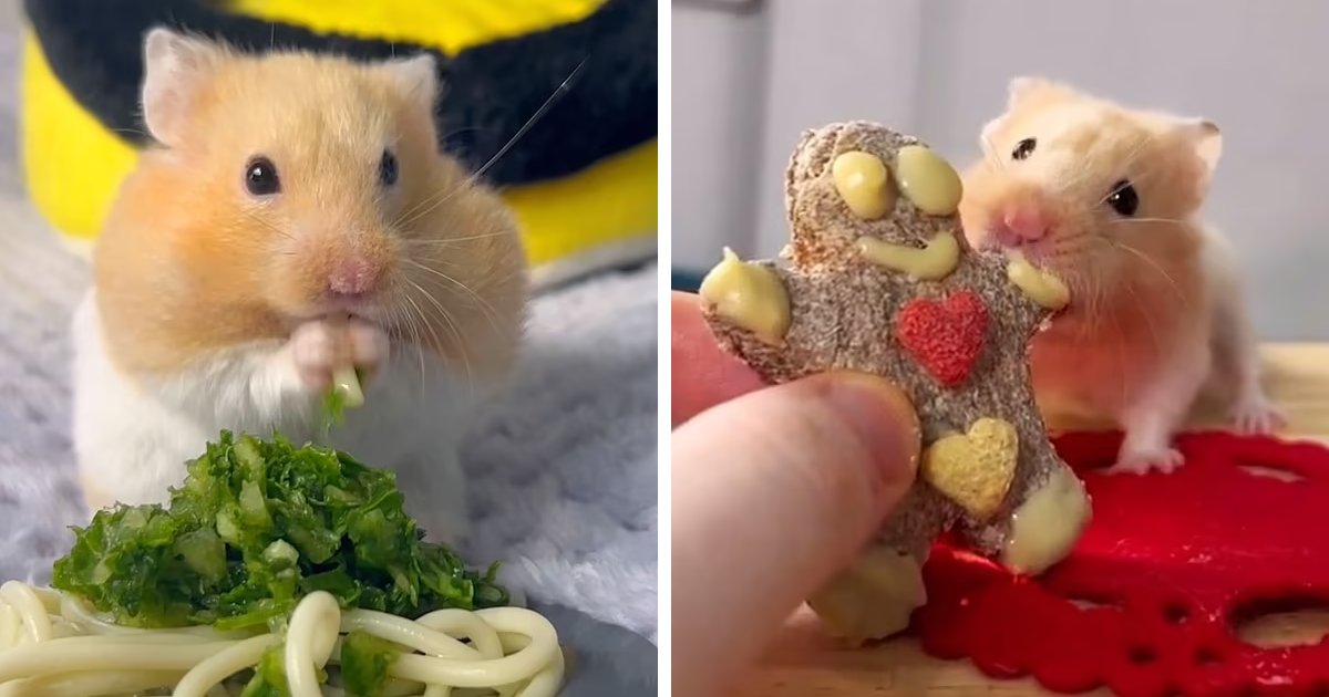 t5.png?resize=412,275 - 22-Year-Old Man Makes More Than 100 Home Cooked Meals For His Hamsters Including Cheesecake & Pasta