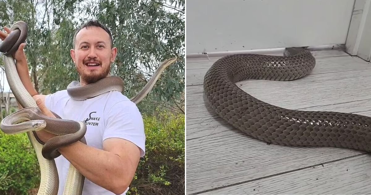 untitled design 36.jpg?fit=1024%2C538&ssl=1&strip=all - People Left Horrified After Seeing How A Snake Can Slither Its Way Inside A Home