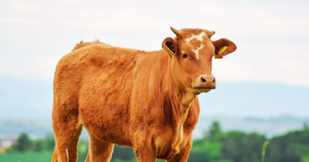 cow3.jpg?fit=1024%2C538&ssl=1&strip=all - 82-Year-Old Man DIES Instantly After Being Struck By A Flying Cow That Was Hit And Flung 100ft Into The Air By High-Speed Train