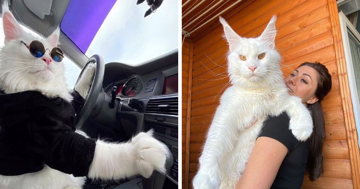 d150 1.jpg?resize=412,275 - JUST IN: World's BIGGEST CAT Gets Behind The Wheel Like Humans And Leaves Fellow Drivers Stunned