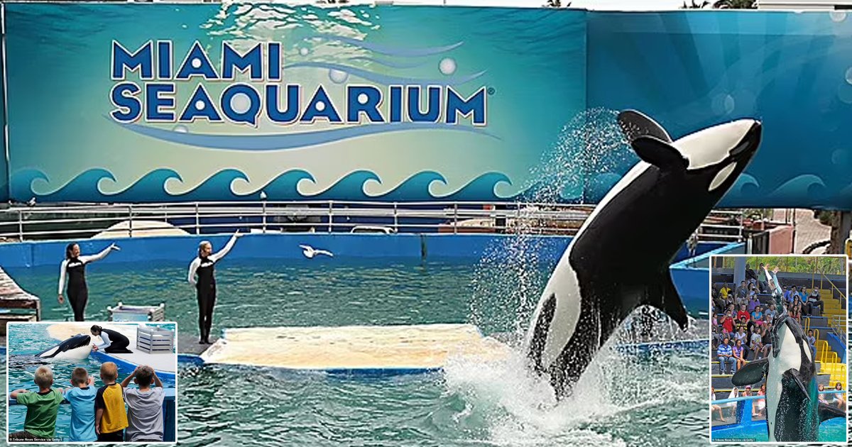 d161.jpg?resize=1200,630 - BREAKING: Orca Captured As Calf And Kept In Miami Aquarium For 53 YEARS Will Be FREED