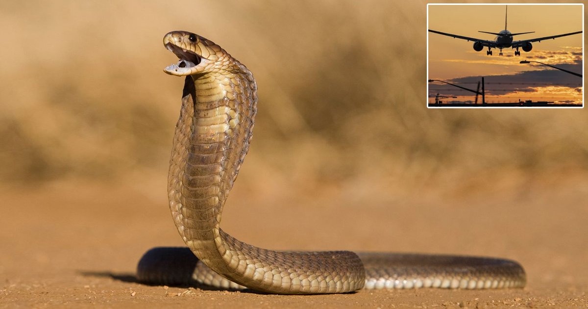 d35.jpg?resize=412,275 - BREAKING: Pilot Seen Making Emergency Landing After Discovering Deadly COBRA Inside His Shirt