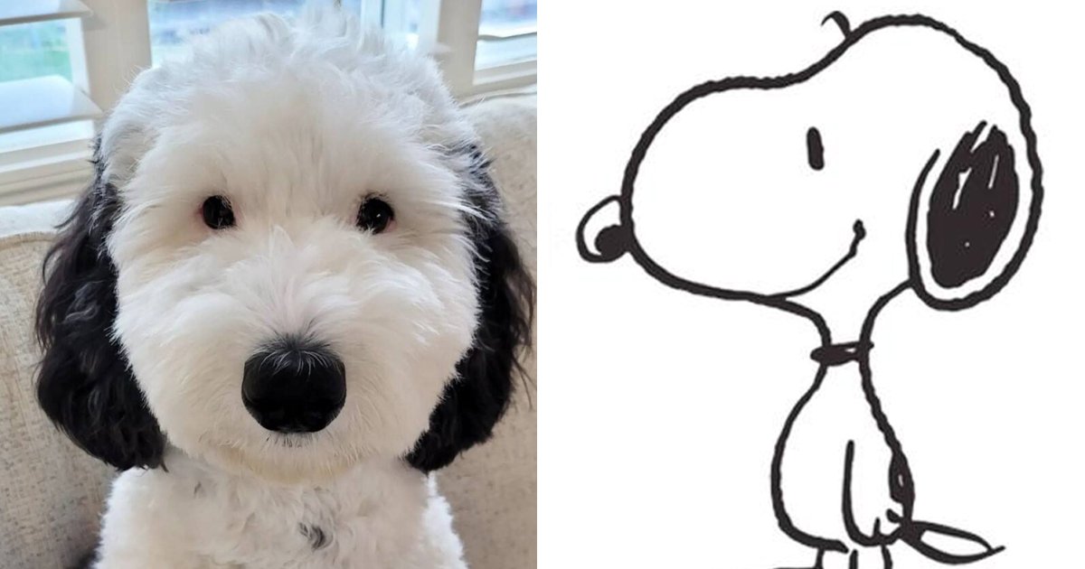 d81.jpg?resize=412,275 - EXCLUSIVE: Snoopy In Real Life! Pooch With Uncanny Resemblance To Beloved Cartoon Dog Wins Hearts Around The World