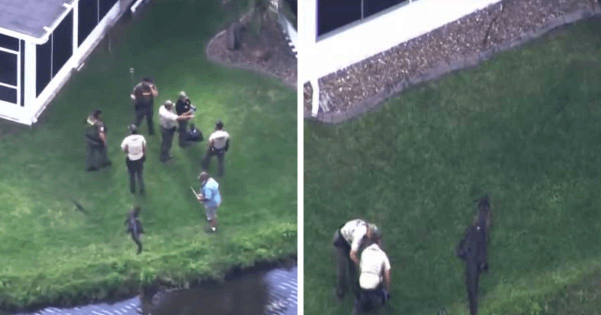 t2 19.png?resize=412,275 - BREAKING: Alligator BITES Off 72-Year-Old Man's Leg At Florida Park & Is Later Seen With Foot In Its Mouth