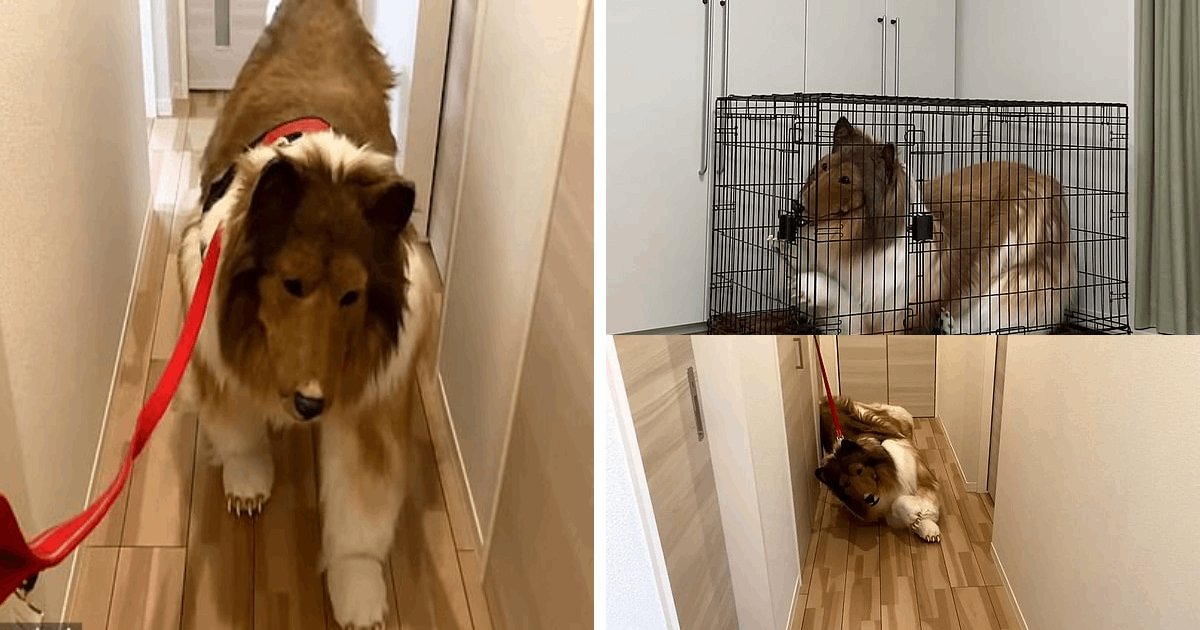 t3 19.png?resize=1200,630 - EXCLUSIVE: Man Who Bought $15,000 Animal Costume Is Now Enjoying Being LOCKED In His Dog Cage