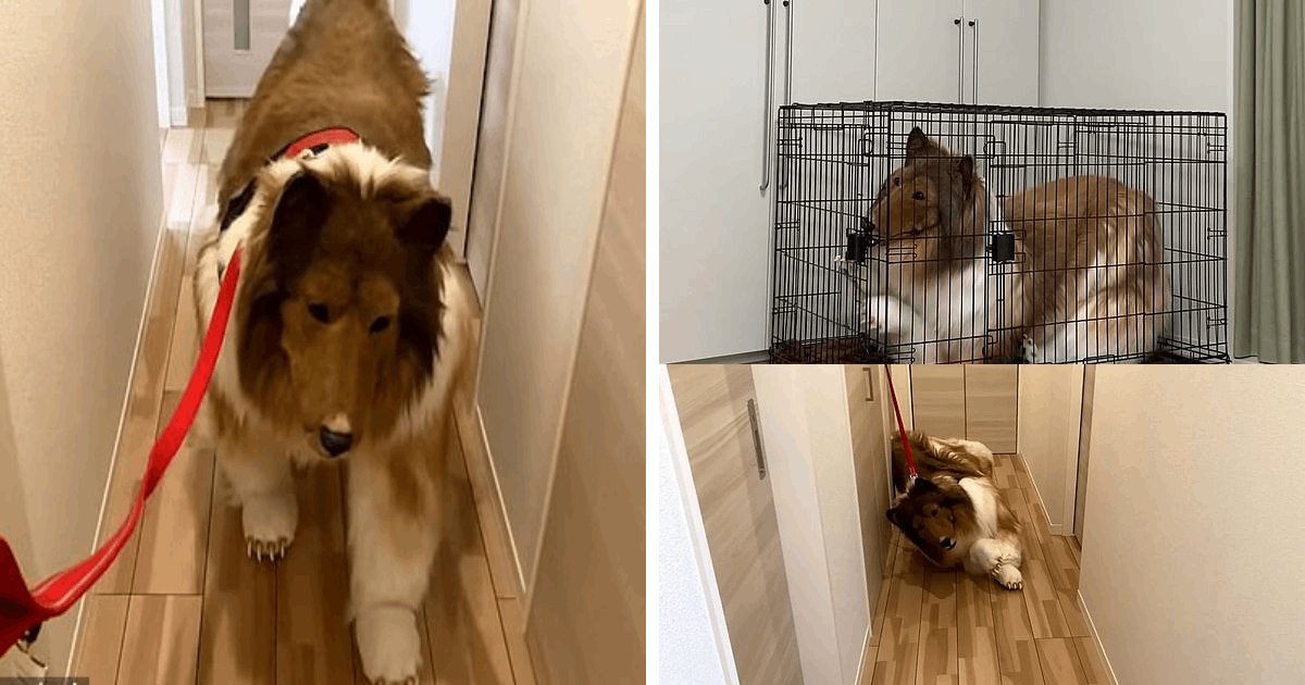 t3 19.png?resize=412,275 - EXCLUSIVE: Man Who Bought $15,000 Animal Costume Is Now Enjoying Being LOCKED In His Dog Cage