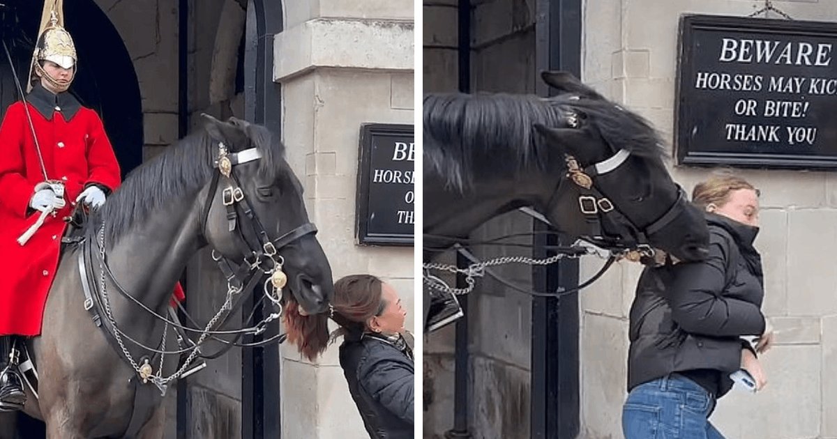 t5 28.png?resize=1200,630 - JUST IN: King Charles' Horse BITES Fuming Tourist Who 'Got Too Close For Comfort'