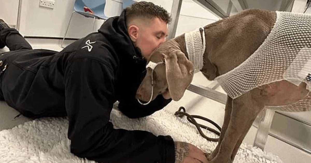 t6 17.png?resize=412,275 - Dog Owner Vows To SELL His Home To Pay For His Sick Pup After Being Bombarded With Vet Bills Worth $25,000