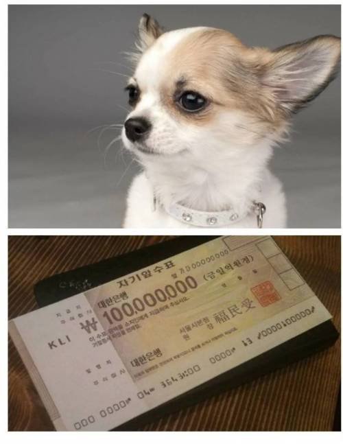 여기 강아지와 1억원이 있습니다..jpg